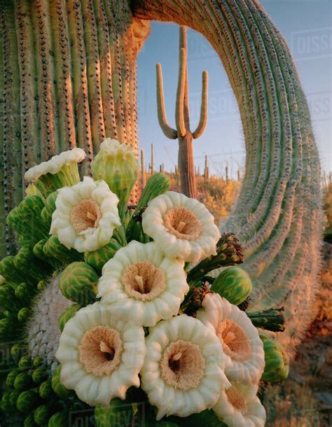 Saguaro Cactus Carnegiea Gigantea With Flower Cluster