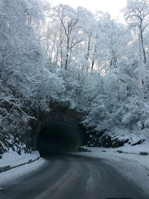 Snow Covered Trees And Tunnel Stock Image Image Of Snow Tunnel 60456601