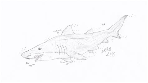 Tiger Shark Drawings