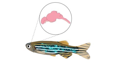 Fish Nervous System How The Brain And Nerves Work 2023