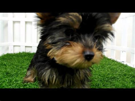 Michigan teacup yorkie puppy breeder with tiny yorkie puppies for sale with true baby doll faces. Teacup Yorkie Puppies for sale san diego - YouTube