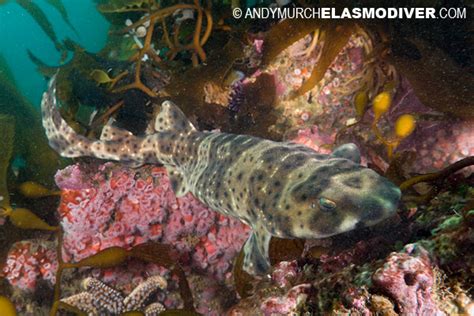 California Swell Shark Pictures Images Of Cephaloscyllium Ventriosum