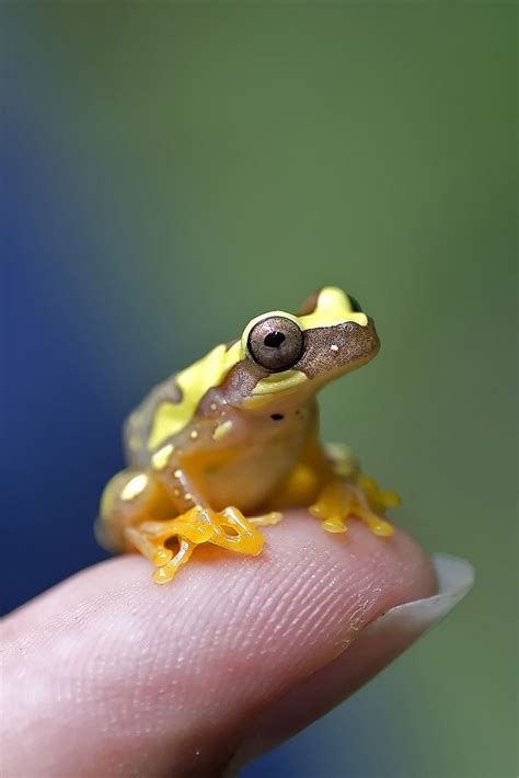 179 Best Ideas About Pretty Frogs On Pinterest Rainforests Hang In