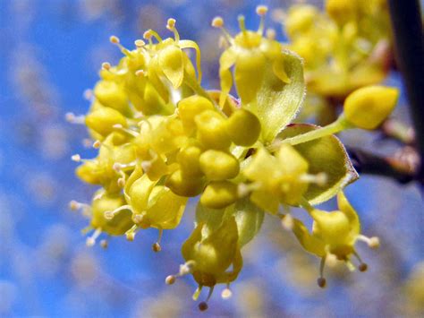 A journey on the wachau railway opens up the wealth of this variety in all its breadth and. Frühlingserwachen in der Wachau und Dirndlblüte im ...