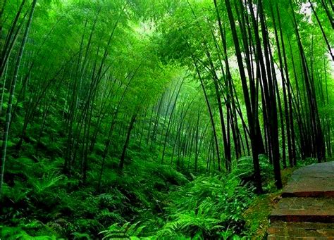 73 Wallpaper Bamboo