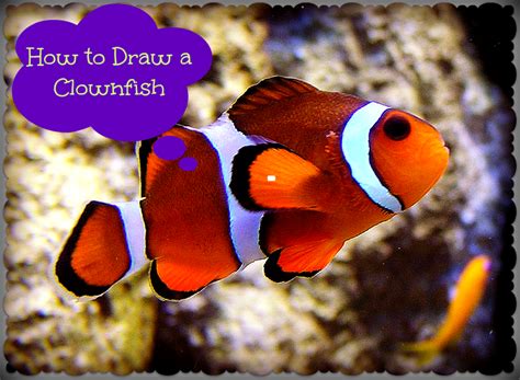 Clown fish is the name of several types of fish that live in tropical oceans. How to Draw a Clownfish | FeltMagnet