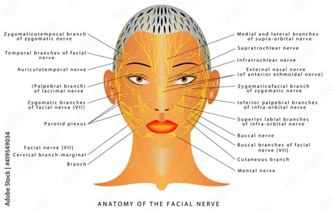 Facial Nerve Graphic Facial Nerve Cranial Nerves Facial Nerve Anatomy Porn Sex Picture