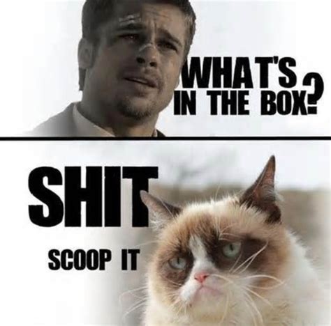 Grumpy Cat And Brad Pitt Grumpy Cat Humor Funny Memes Sarcastic