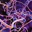 Fungal Infection  Stock Image M230/0353 Science Photo Library