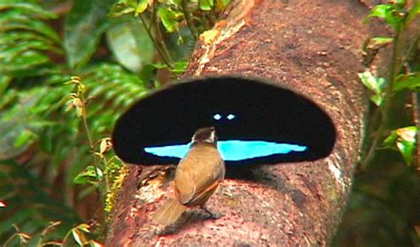 A bird found in new guinea, the male of which has brightly coloured feathers 2. BRIEF: For Birds of Paradise, Super-Black Feathers Make ...