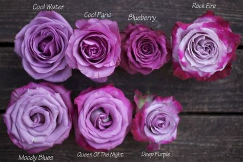 Pin By Naomi B On Floral And Garden Purple Roses Purple Flowers Rose