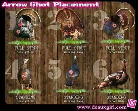 Turkey Arrow Placement Hunting Guide Turkey Hunting Coyote Hunting