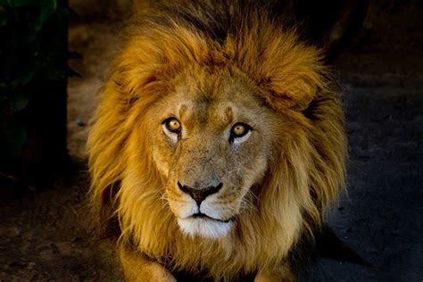 most beautiful lion in the world hot sex picture