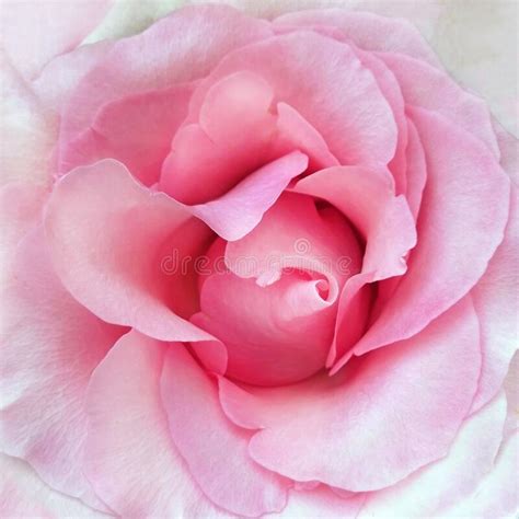 Rosebud Opened Pink Close Up Top View Stock Image Image Of Single