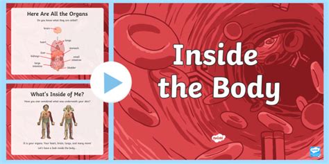 Inside The Human Body Informational Powerpoint Twinkl