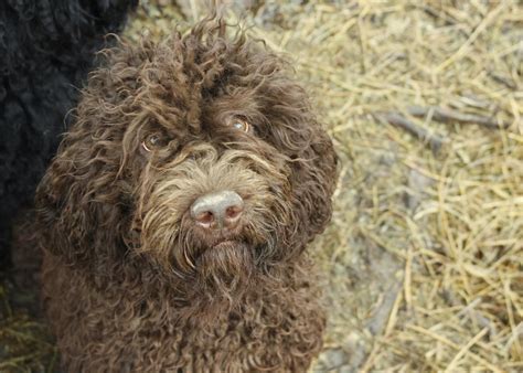 Our Barbet Biscay Water Dogs Barbet French Water Dog Dogs Water