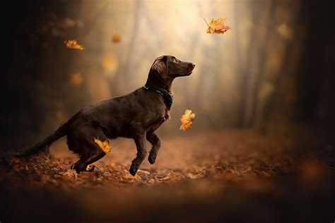 Dog Outdoors Fall Leaves Animals Mammals Hd Wallpaper