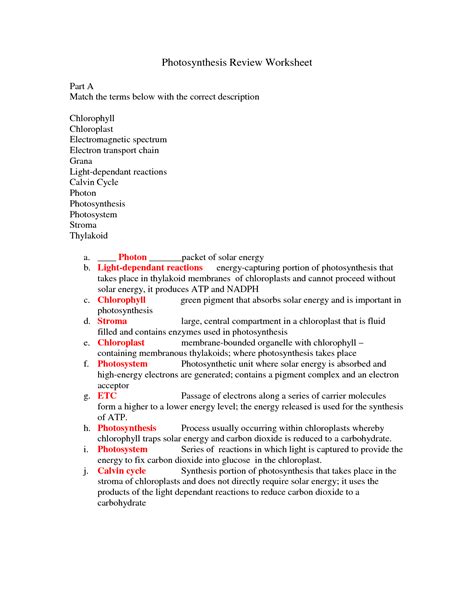 Cellular respiration how is energy transferred and transformed inliving systems? 14 Best Images of Photosynthesis Worksheet Answer Key ...