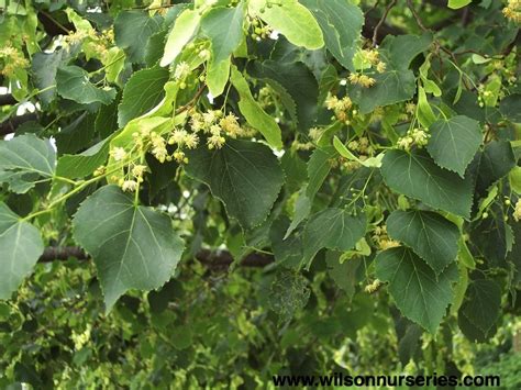 Greenspire Linden Tree Food Ideas