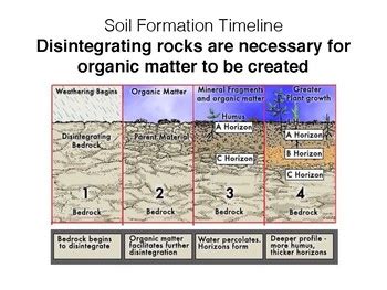 Soil formation and soil horizons. Soil Fundamentals by AP Science Empowerment | Teachers Pay Teachers