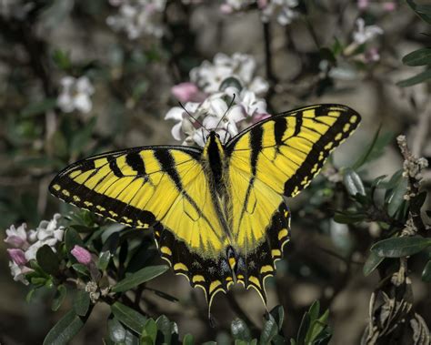 Eastern Tiger Swallowtail Female Papilio Glaucus Swallowtail