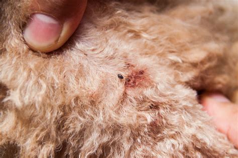 Closeup Of Mite And Fleas Infected On Dog Fur Skin Stock Photo