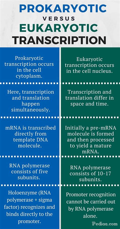 Difference Between Prokaryotic And Eukaryotic Transcription