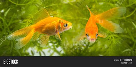 Carassius Auratus Image And Photo Free Trial Bigstock