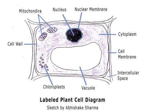 Vacuole main function in animal cell. Plant cell, Plants and Articles on Pinterest