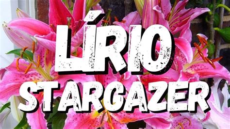 L Rio Stargazer Um Guia Completo Desta Planta Youtube