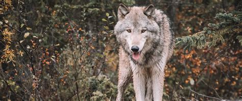 Download Wallpaper 2560x1080 Wolf Predator Protruding Tongue