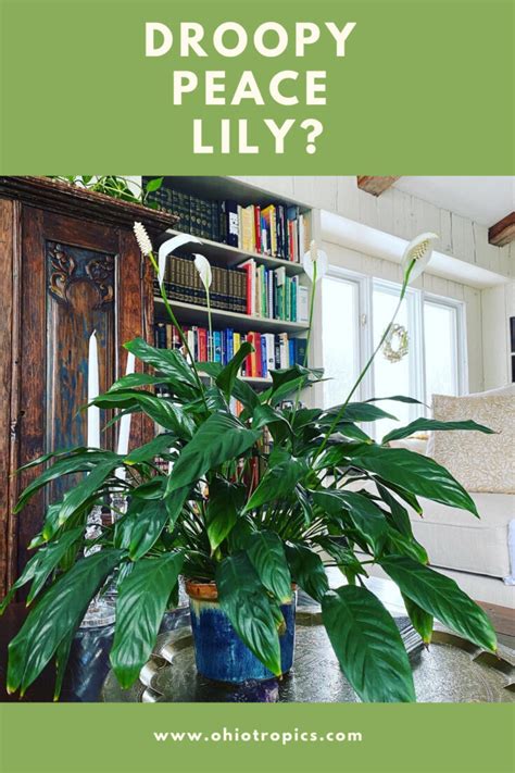 Wilting And Drooping Peace Lily 11 Common Causes W Fixes