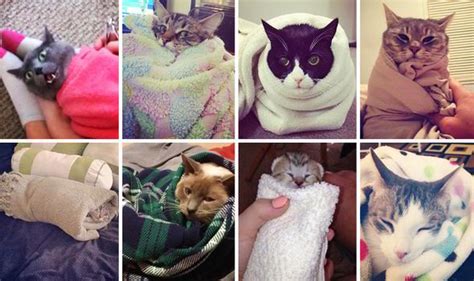 Purrrr Itos Cats Dressed As Burritos Go Viral On Instagram Weird