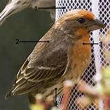 Photos of House Finch Colors