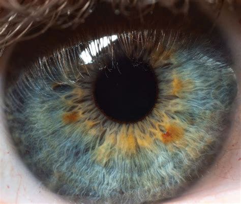 Pupil Eye Anatomy