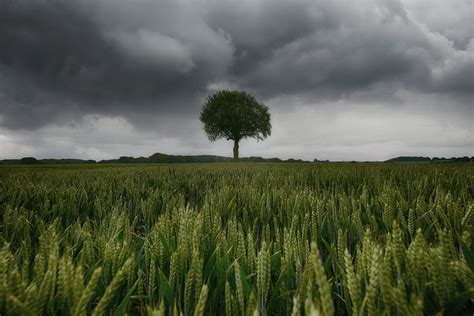 Tree In A Wheatfield A Photo On Flickriver