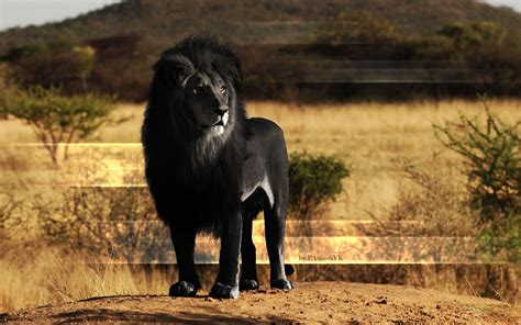 Mythical Black Lions To Mystical Marvelous Lion Hybrids Ligers