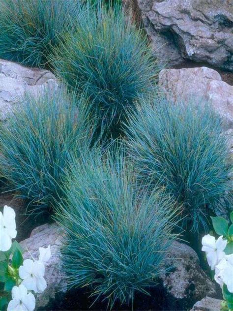 Festuca Glauca Beyond Blue Blue Fescue Grass Neth Green
