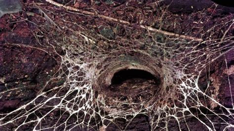 More Than One Spider Makes A Funnel Shaped Web Only One Can Kill You