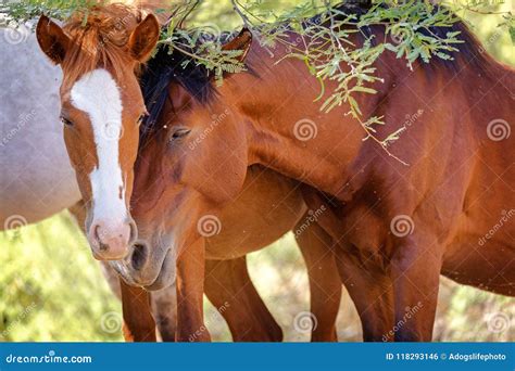 Two Wild Horses In Love Stock Photo Image Of Outdoors 118293146
