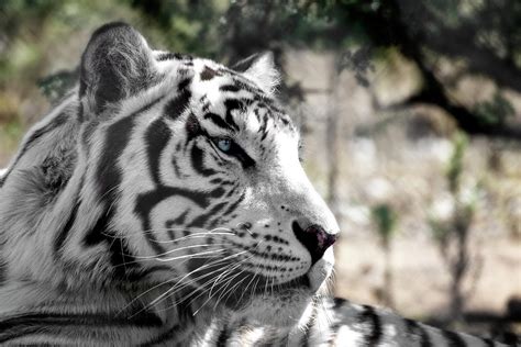 White Tiger Photograph By Wes And Dotty Weber