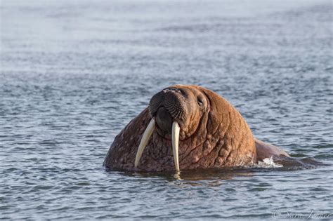 Walrus Facts Pictures And More About Walruses