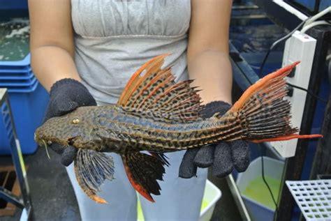 But if the procedures are carried out in adulthood, it will generally grow to the breeds natural size. Types of Freshwater Catfish for Aquariums | PetHelpful