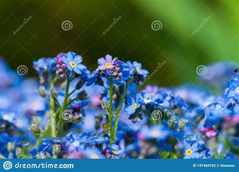 Myosotis Beautiful Blue Forest Flower In Spring Bloosom Stock Image