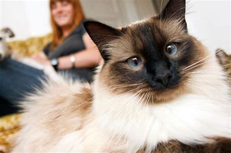 Siamese Cat Information 25 Fascinating Facts About Siamese Cats 33rd
