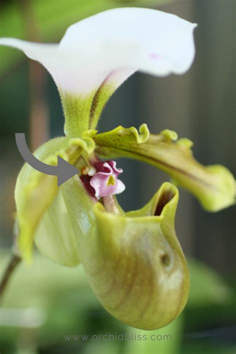 Orchid Facts Orchids Are More Than Just A Pretty Face Orchid Bliss