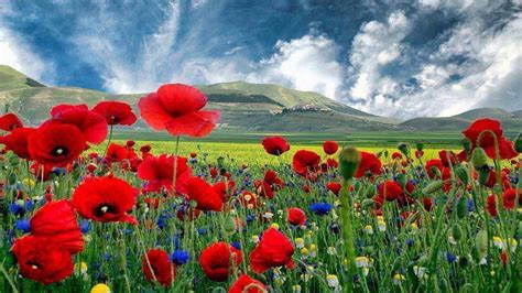 Beautiful Hd Background With Poppies