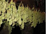 Drying Marijuana Buds Images