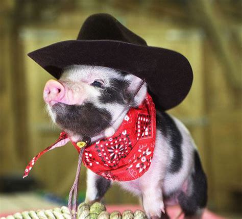 Pigs In Costumes Omg Cute Things 082312 04 Animal Fair