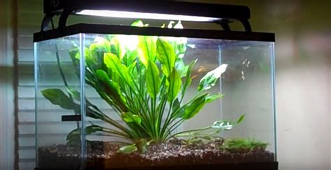 This list has been hand selected from hundreds of plants. 14 Best Fast Growing Aquarium Plants (without CO2) - Aqua ...